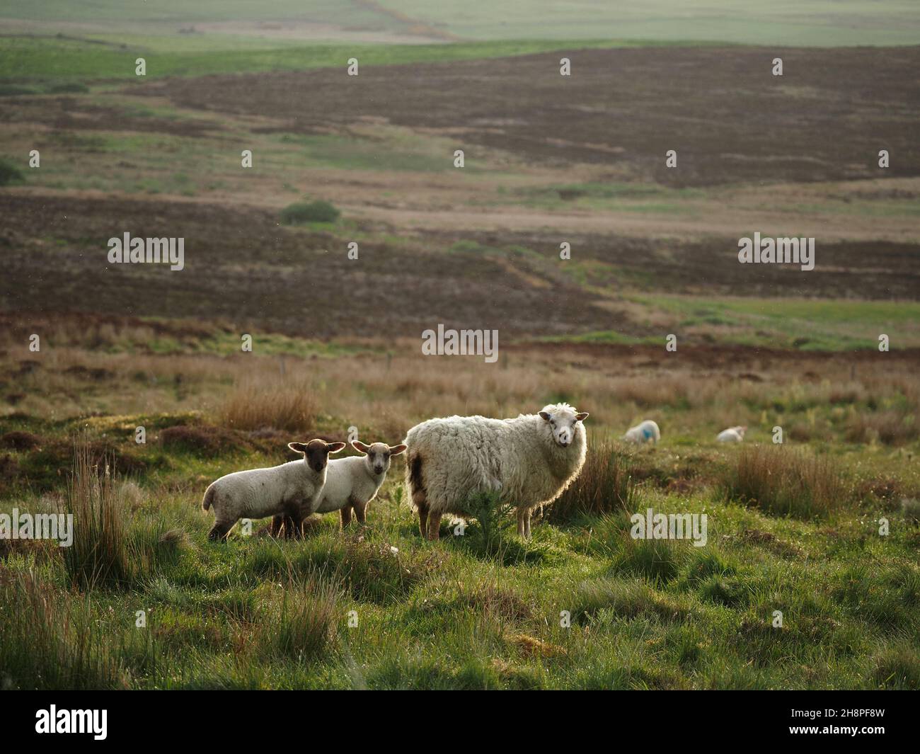 Soffice pecora di pecora di pecora con 2 agnelli carini su praterie ruvide e rushes di moor upland bleak in Orkney, Scozia, Regno Unito Foto Stock