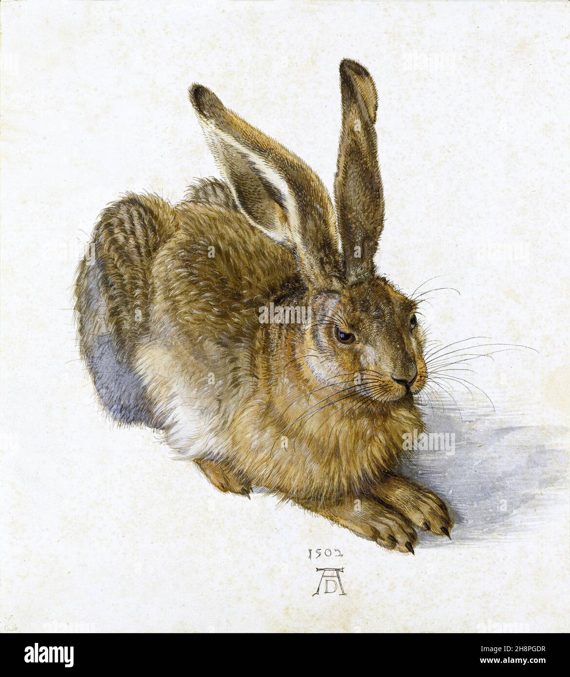 Lepre di Albrecht Dürer (1471-1528), acquerello e colore del corpo, 1502 Foto Stock