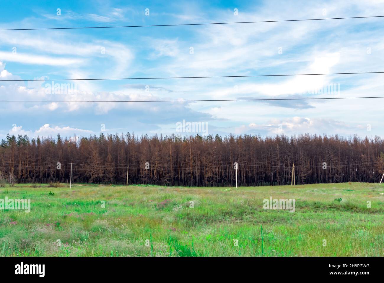 Prato verde sullo sfondo di una foresta di conifere un anno dopo l'incendio. Alberi di conifere bruciati durante un fuoco su uno sfondo di Foto Stock