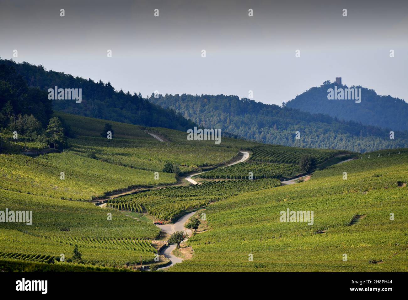 La strada del vino da Keintzheim a Riquwihr nella regione Alsazia della Francia Foto Stock