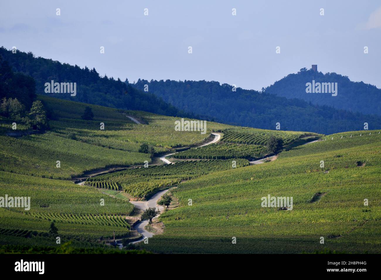 La strada del vino da Keintzheim a Riquwihr nella regione Alsazia della Francia Foto Stock