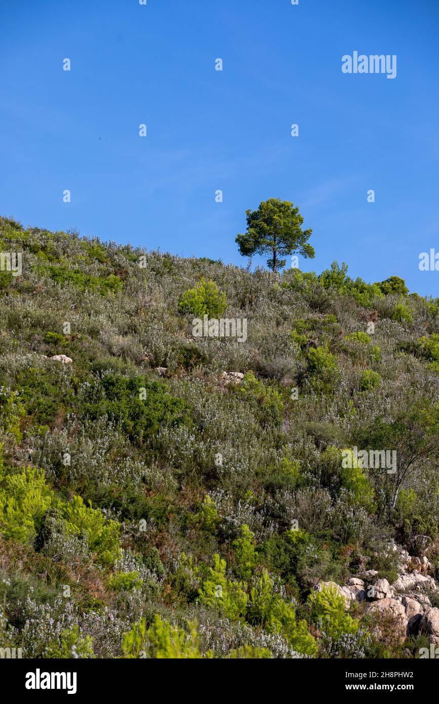 Albero singolo su una collina Foto Stock