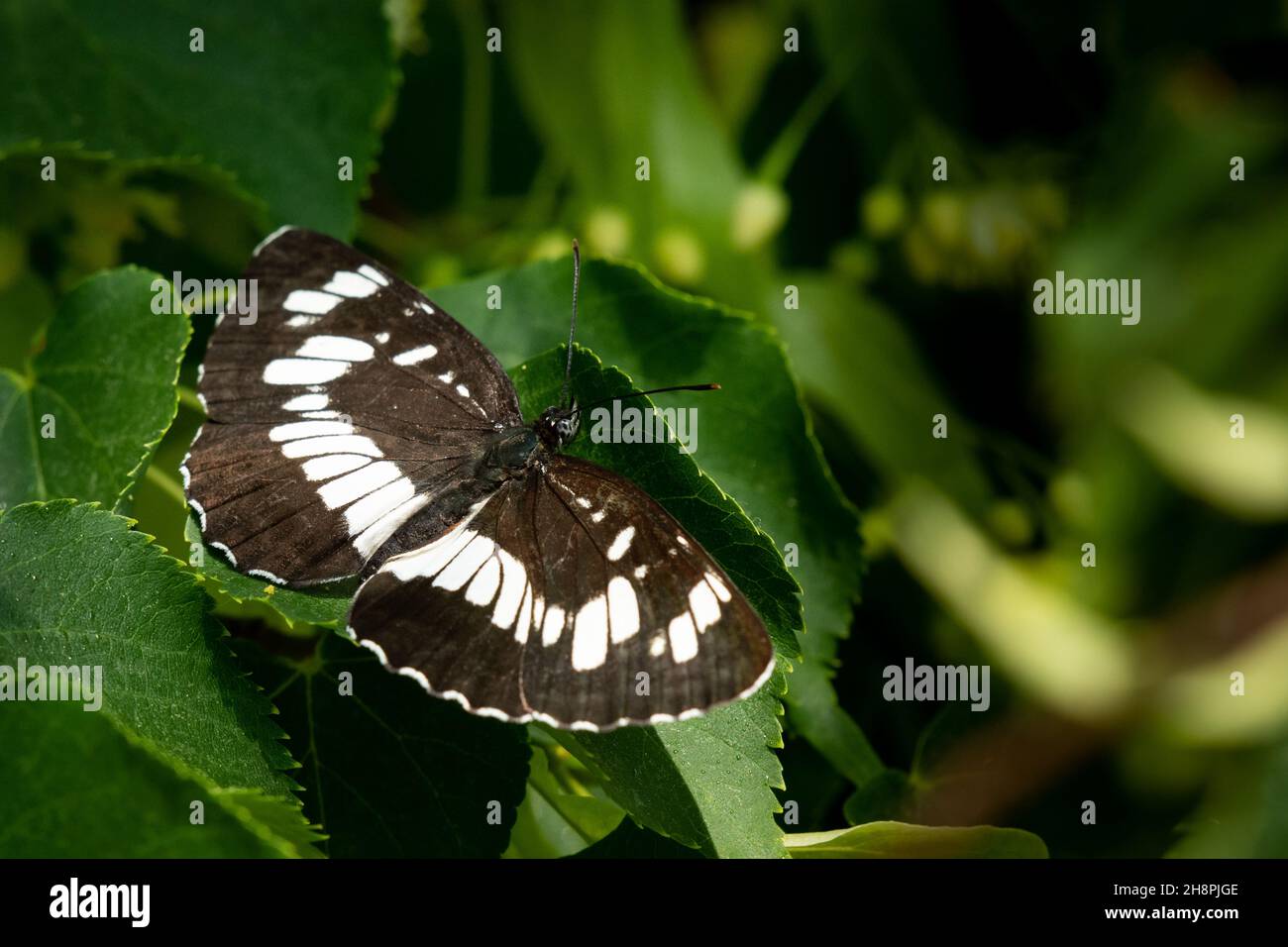 Una farfalla di aliante ungherese (Neptis rivularis) seduta su un albero, giorno di sole in estate, Vienna (Austria) Foto Stock