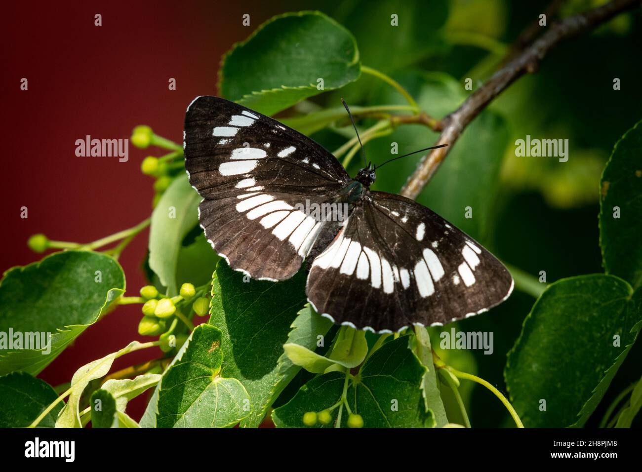 Una farfalla di aliante ungherese (Neptis rivularis) seduta su un albero, giorno di sole in estate, Vienna (Austria) Foto Stock