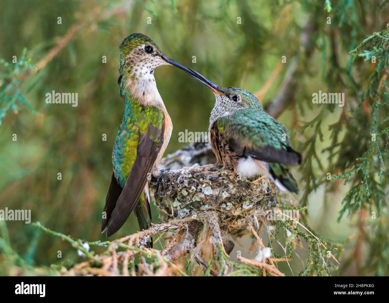 Un momento tenero di connessione, con una madre di Hummingbird a coda larga e il suo pulcino che si guarda l'un l'altro durante il periodo di alimentazione, apparentemente uniti come uno. Foto Stock