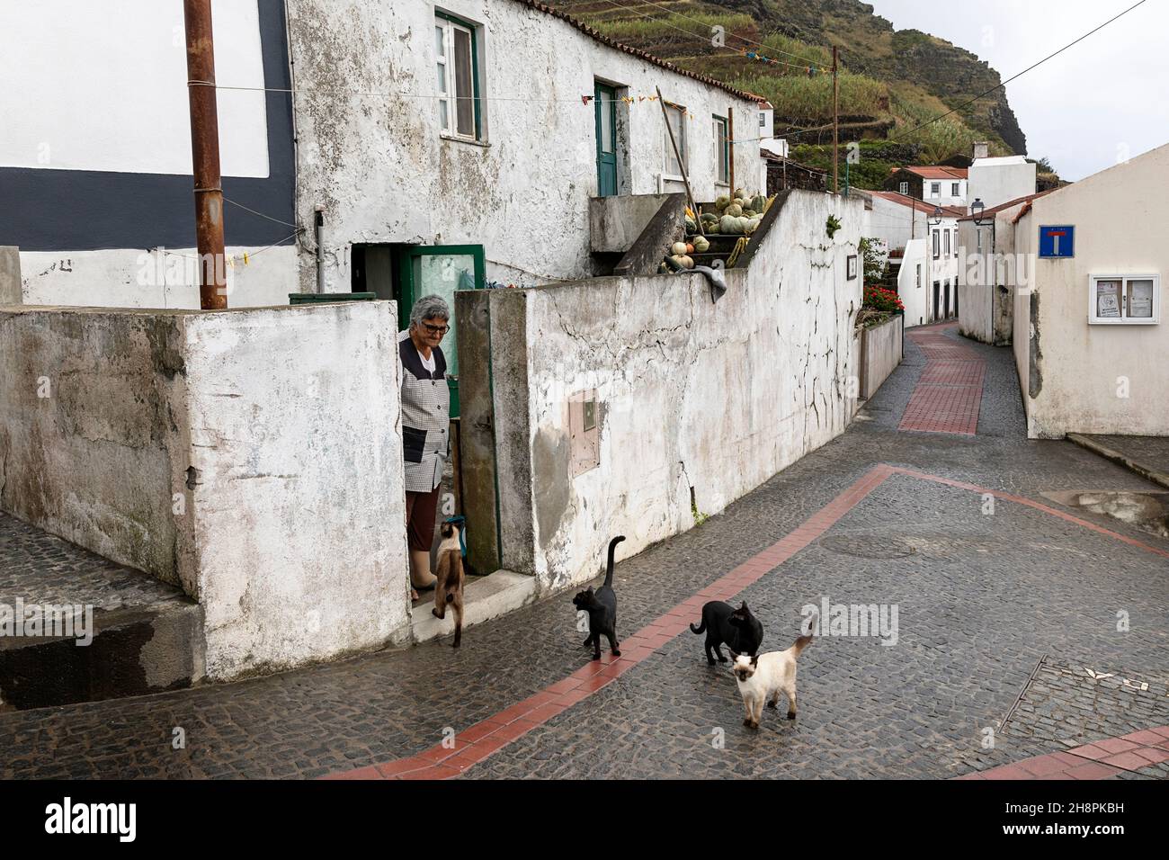 Vecchia donna e i suoi gatti sulla strada di Vila do Corvo, isola Corvo Azzorre Portogallo Foto Stock