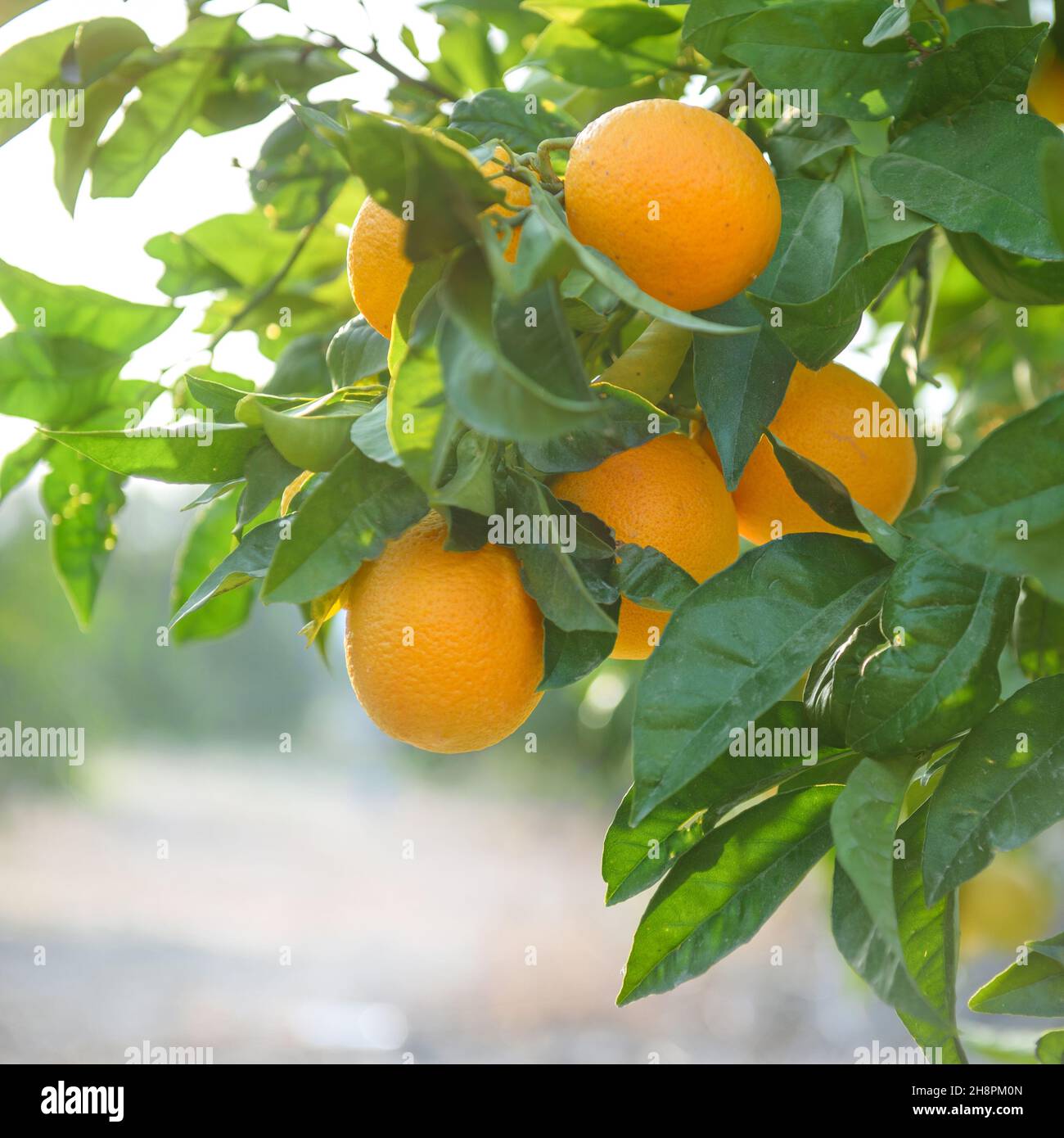 Arance mature su un ramo di albero con foglie lussureggianti Foto Stock