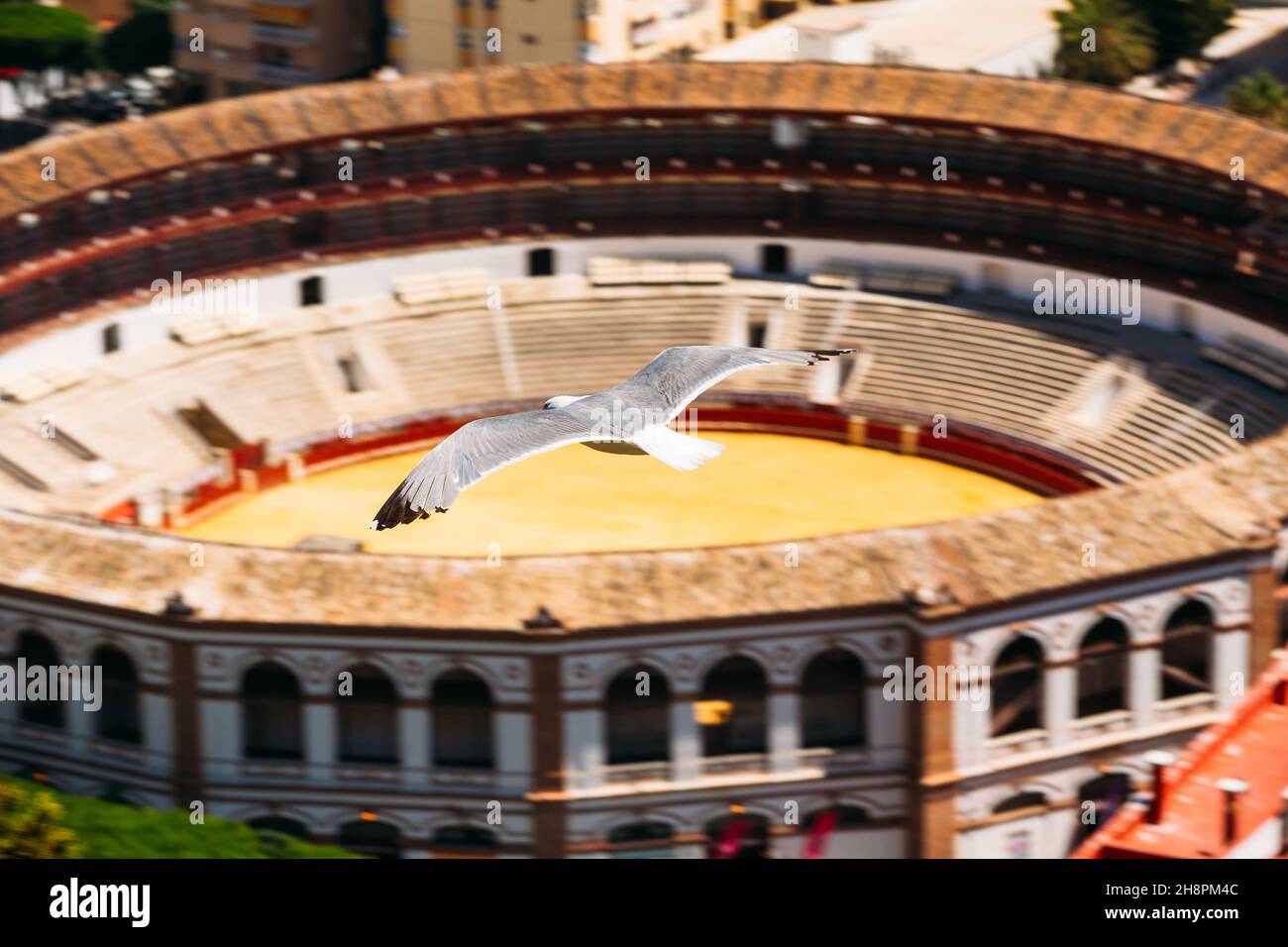 Seagull sorvolando l'arena a Malaga, Spagna. Foto Stock