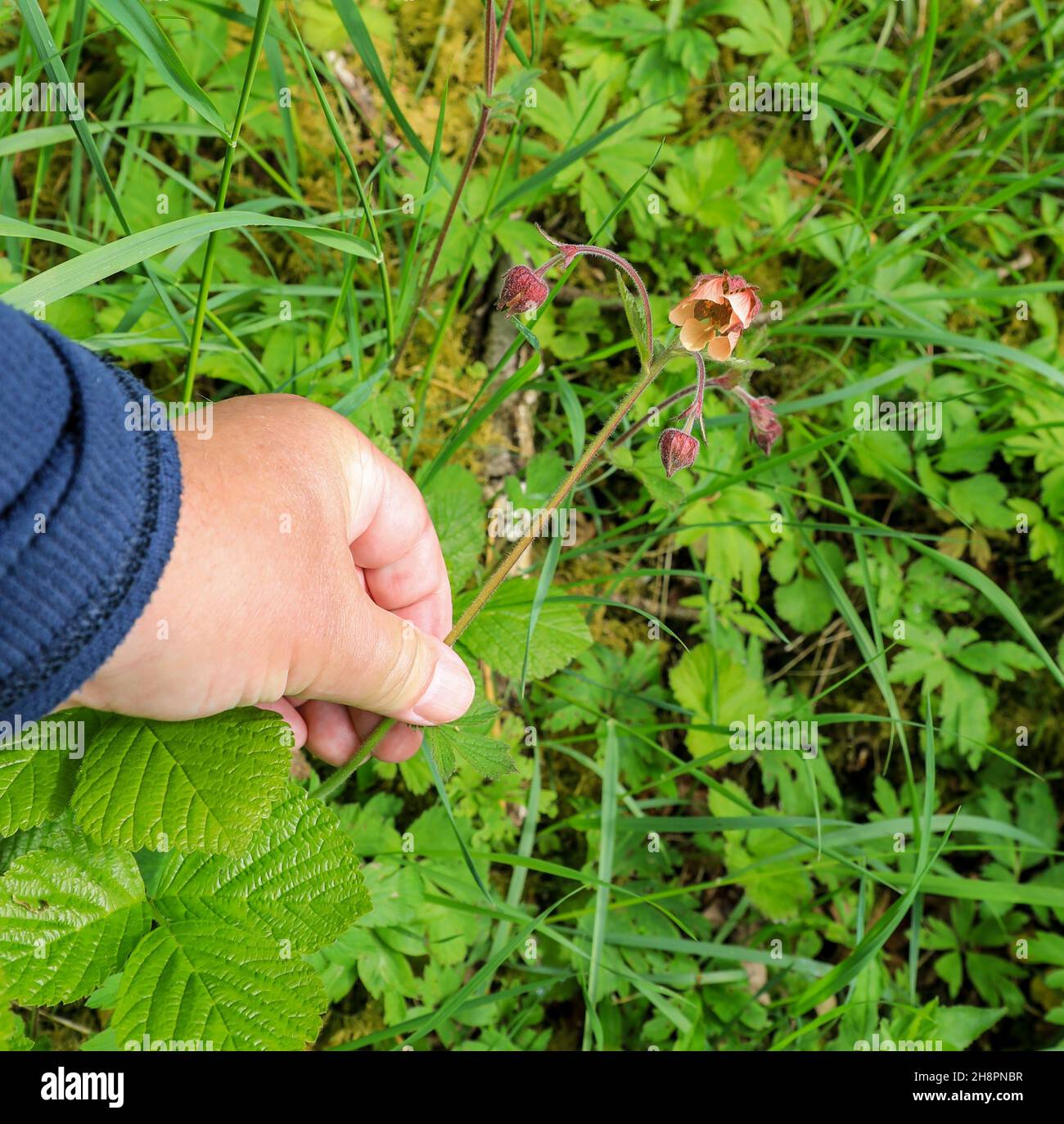 Una mano dell'uomo che tiene i fiori di un Geum, comunemente chiamato Avens, Derbyshire, Inghilterra, Regno Unito Foto Stock