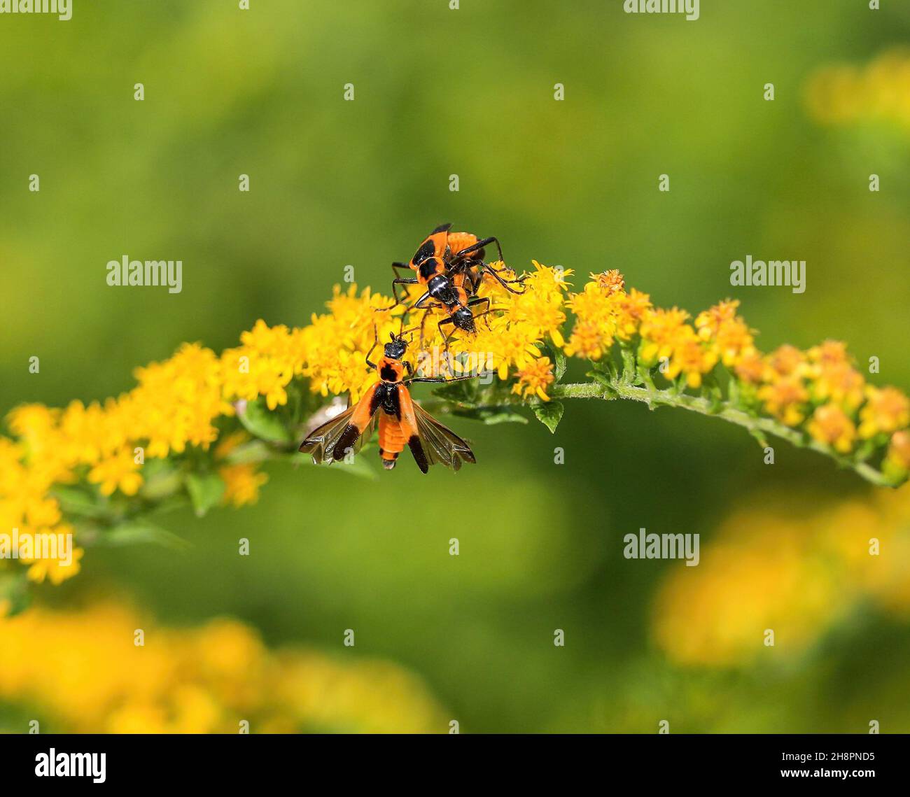 Un gruppo di scarabei soldato su un fusto di fiori di canna d'oro, con due coniugi e uno in procinto di atterrare con ali aperte. Foto Stock