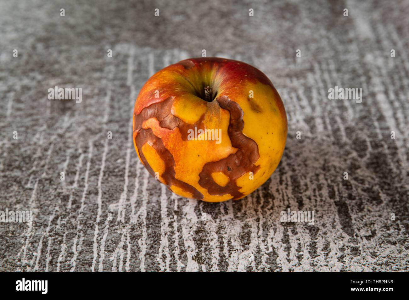 mela non commestibile con infestazione di vermi su sfondo grigio Foto Stock