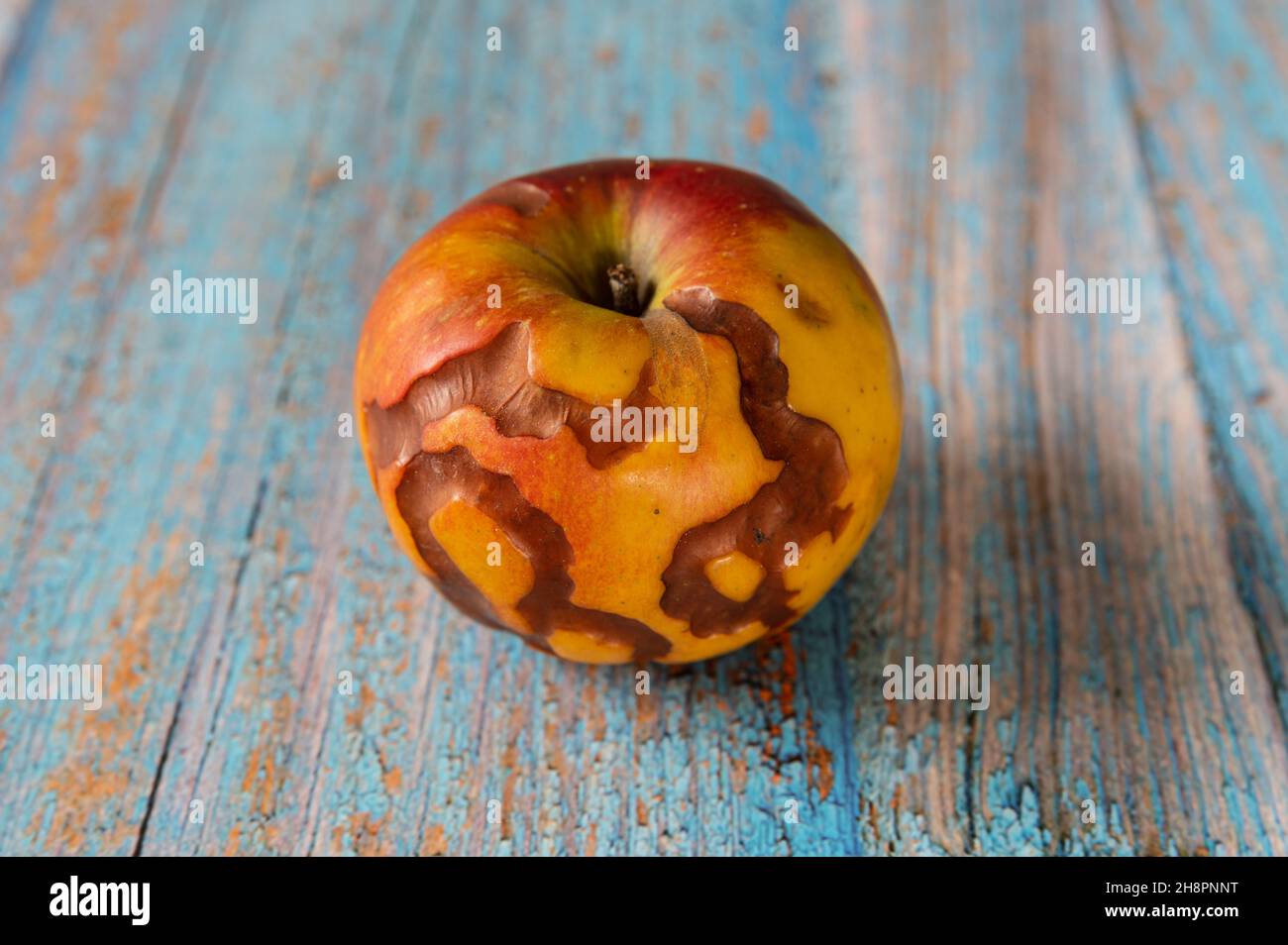 mela non commestibile con infestazione di vermi su sfondo blu Foto Stock