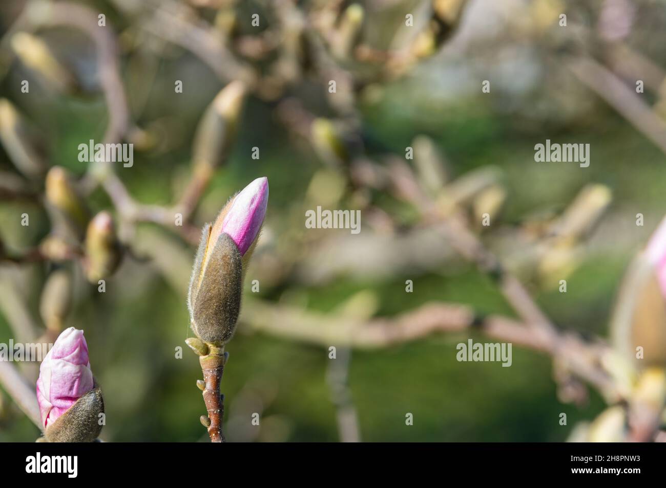 Germogli che si alzano in primavera con sfondo sfocato Foto Stock