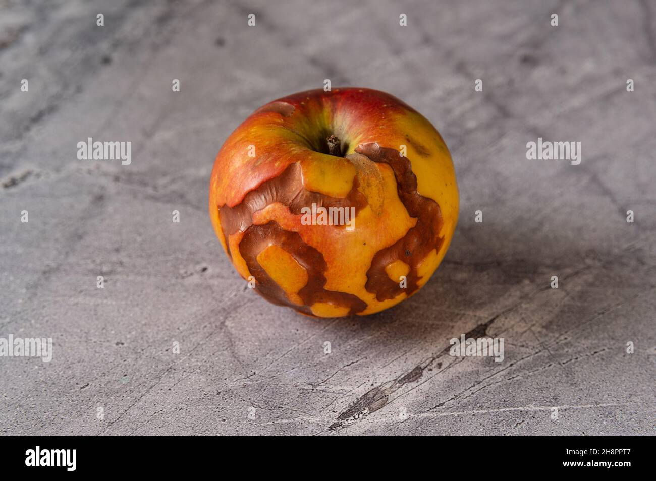 mela non commestibile con infestazione di vermi su sfondo grigio Foto Stock