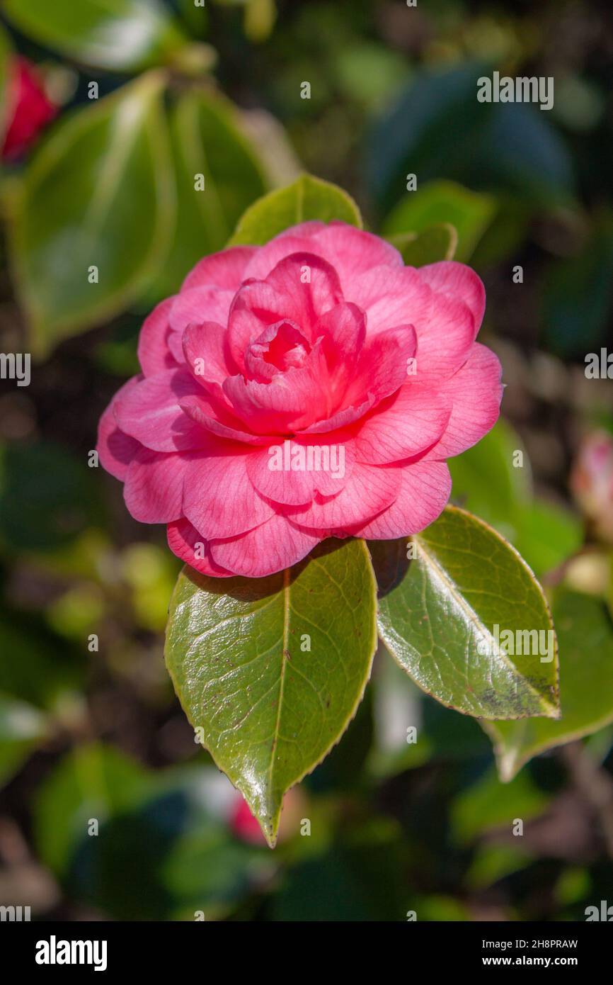 Un unico fiore rosa Camellia japonica, primo piano Foto Stock