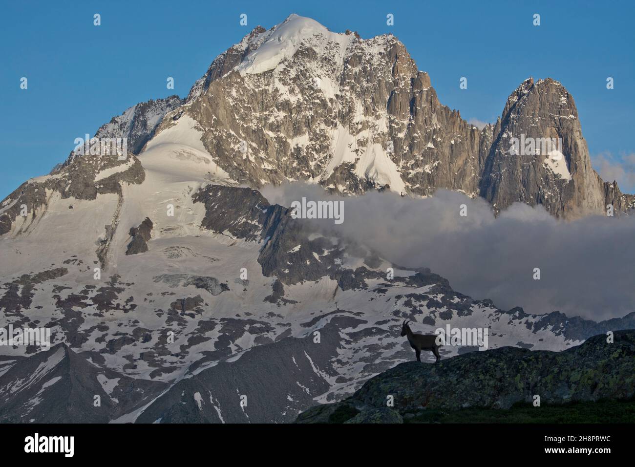 Junger Steinbock vor der Aiguille Verte bei Chamonix Foto Stock