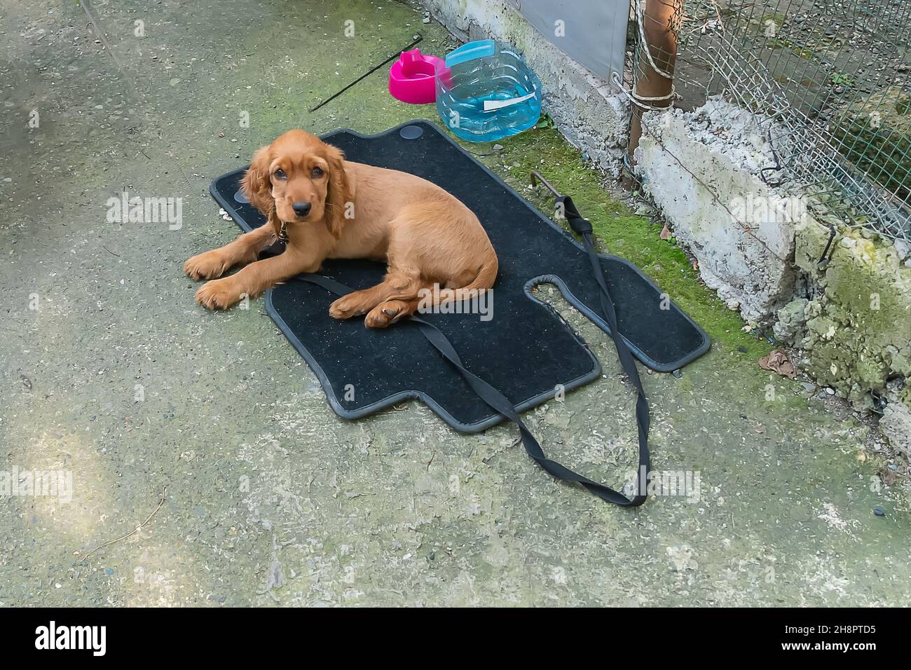 Triste rosso-capelli giovane cane è sdraiato su un guinzaglio su un tappeto sulla strada, c'è una ciotola per cibo e acqua nelle vicinanze Foto Stock