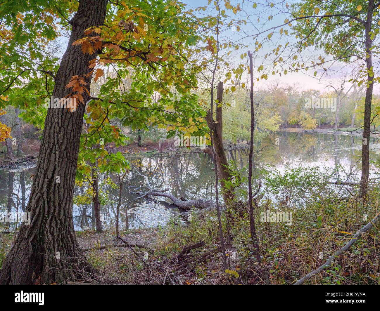 Thatcher Glen Pond prima dell'alba. Cook County, Illinois. Foto Stock
