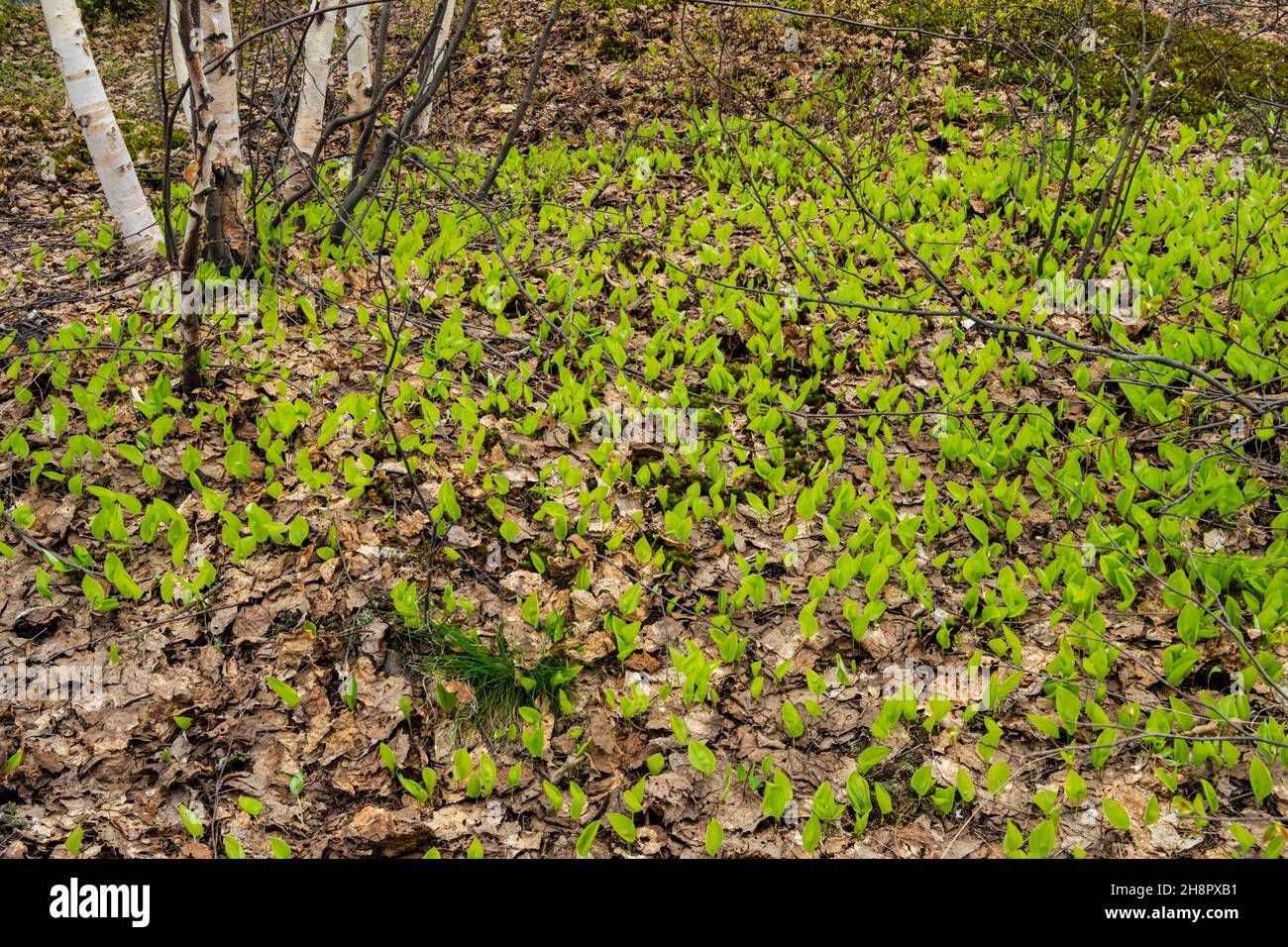 Alberi di betulla e mayflower, Greater Sudbury, Ontario, Canada Foto Stock