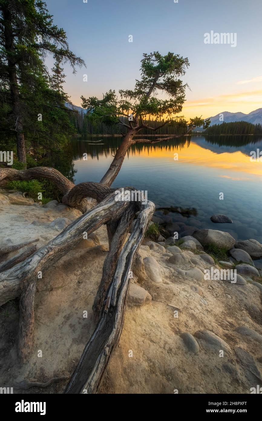 Radici esposte, Pine Tree, Lac Beauvert, Jasper National Park, Alberta, Canada Foto Stock