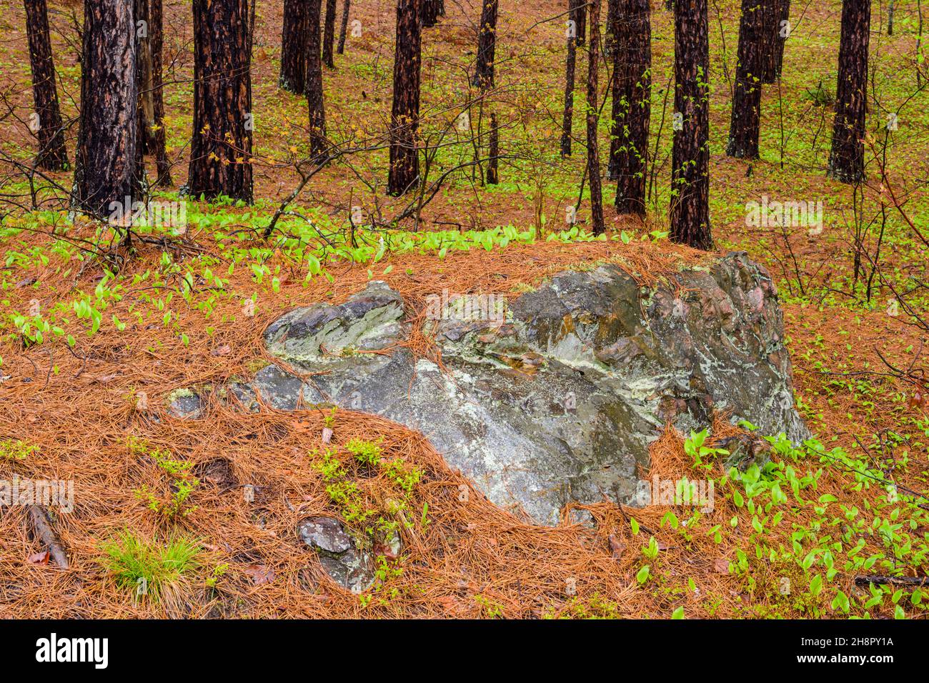 Legno di pino rosso bosco pavimento con pinestraw e Canada mayflower, Grande Sudbury, Ontario, Canada Foto Stock