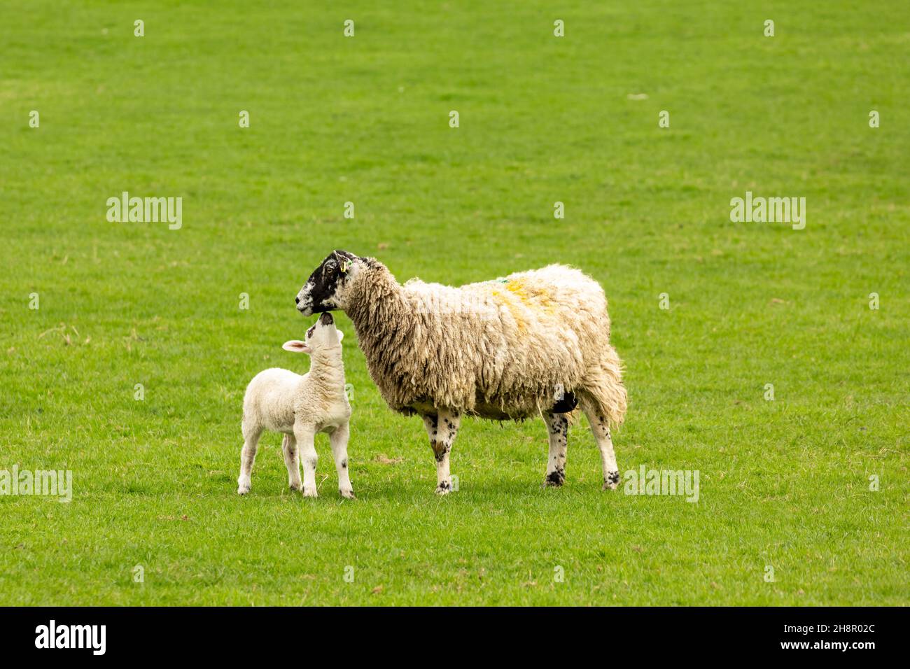 Swaledale mulo pecora o pecora femmina con il suo giovane agnello che la guarda verso l'alto. Concetto: Amore della madre. Sfondo pulito e verde. Spazio per la copia. Orizzonte Foto Stock