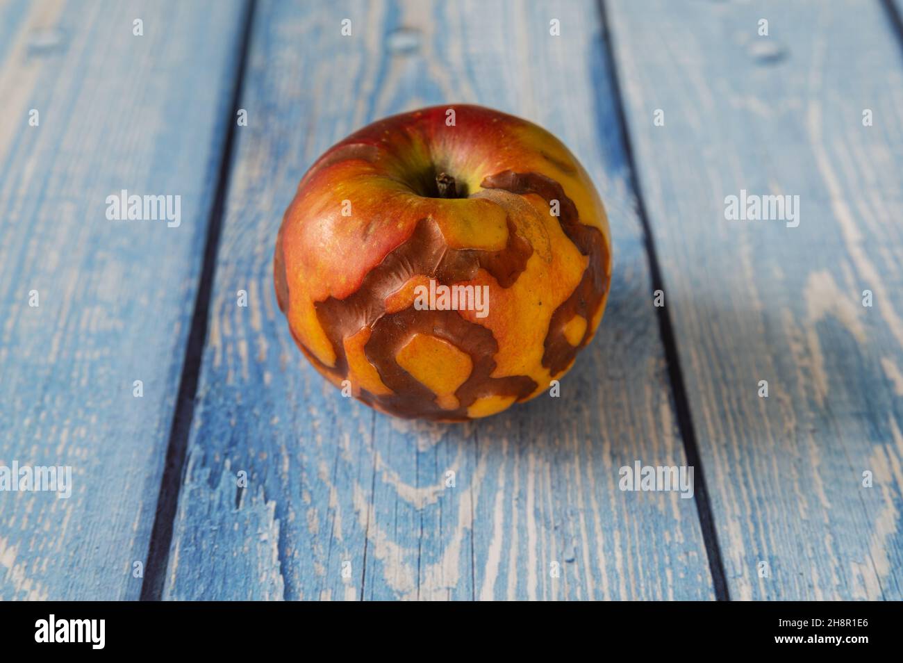 mela non commestibile con infestazione di vermi su sfondo blu Foto Stock