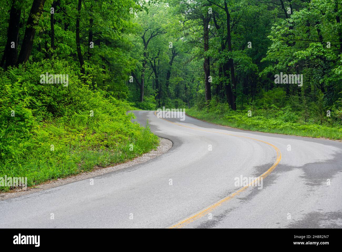 Oak savannah Forest, Pinery Provincial Park, Grand Bend, Ontario, Canada Foto Stock