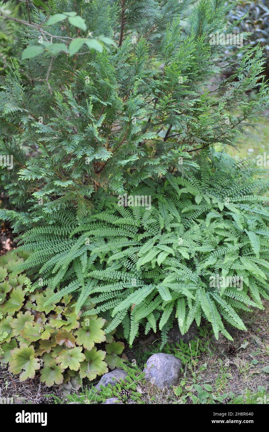 La felce da maidenhair a cinque dita (pedum Adium) cresce in un giardino nel mese di luglio Foto Stock