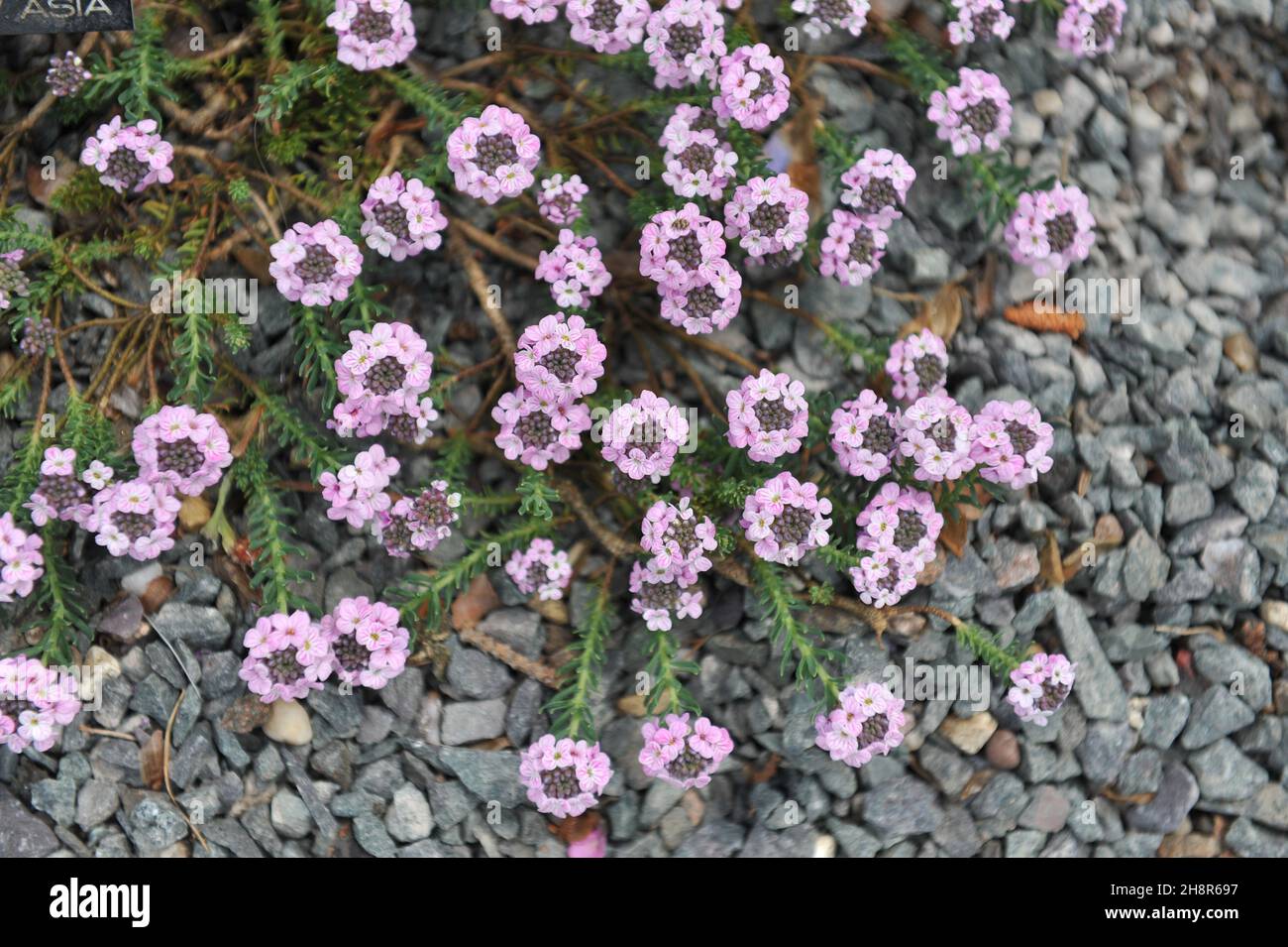 Stonecress (Aethionema kotschyi) fiorisce in un giardino di pietra nel mese di maggio Foto Stock