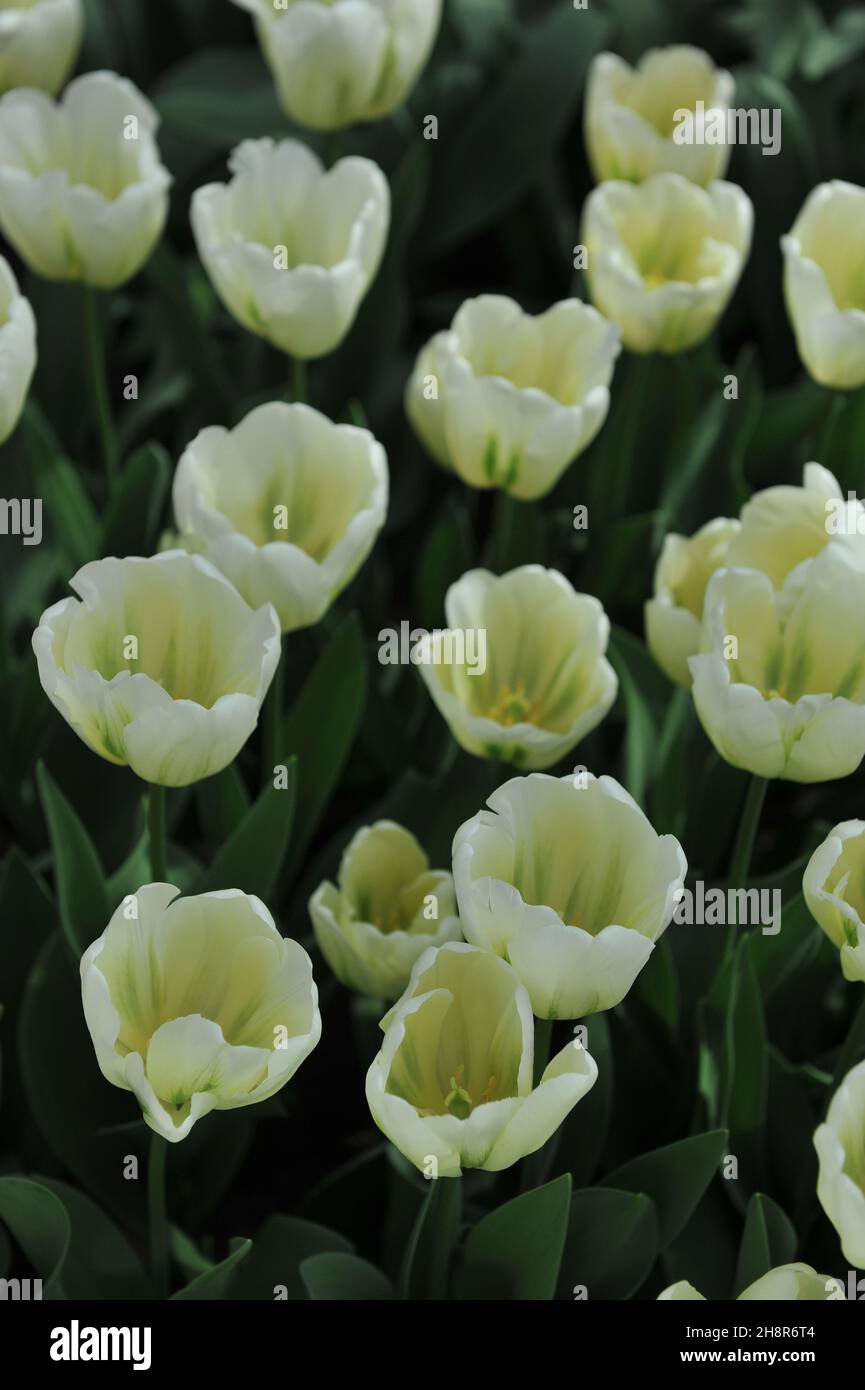 I tulipani viridiflora (Tulipa) lo Spirito verde fioriscono in un giardino nel mese di aprile Foto Stock