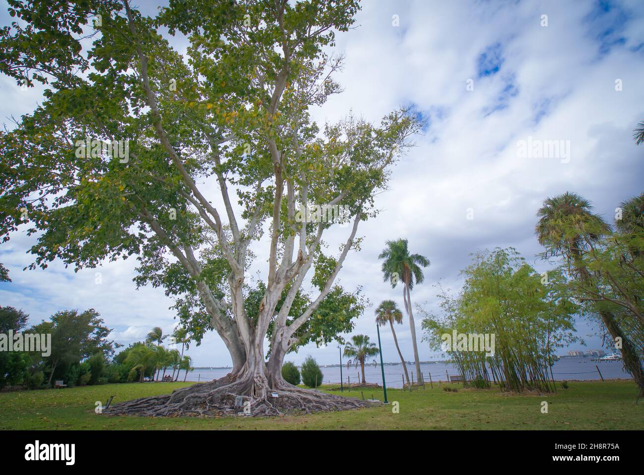Banyan Tree presso Thomas Edison Estate a Fort Myers, Florida Foto Stock