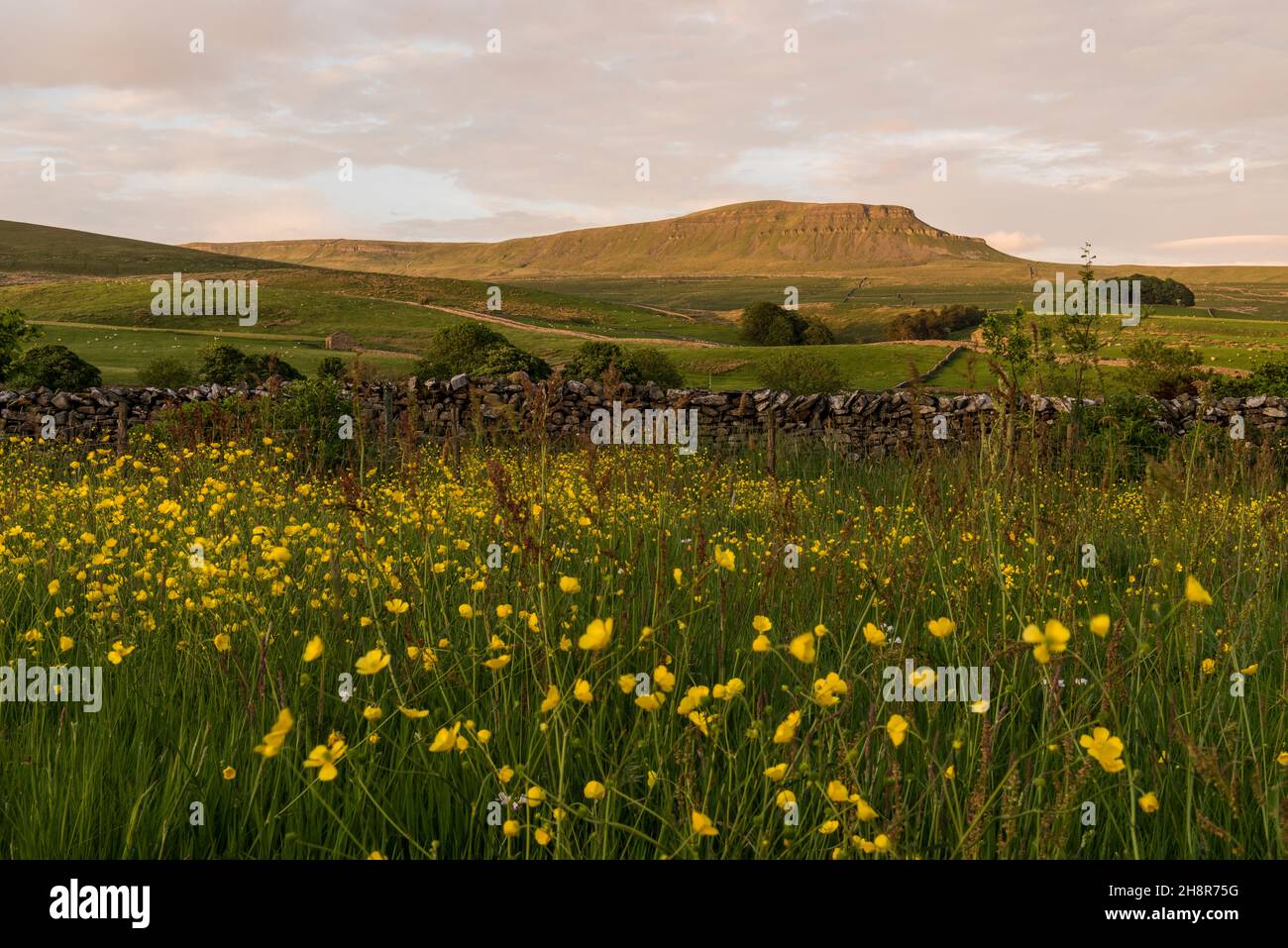 Estate tarda sera vista di Pen y Ghent da Horton a Ribblesdale con primi piani farfalle e terreno agricolo a metà distanza Foto Stock