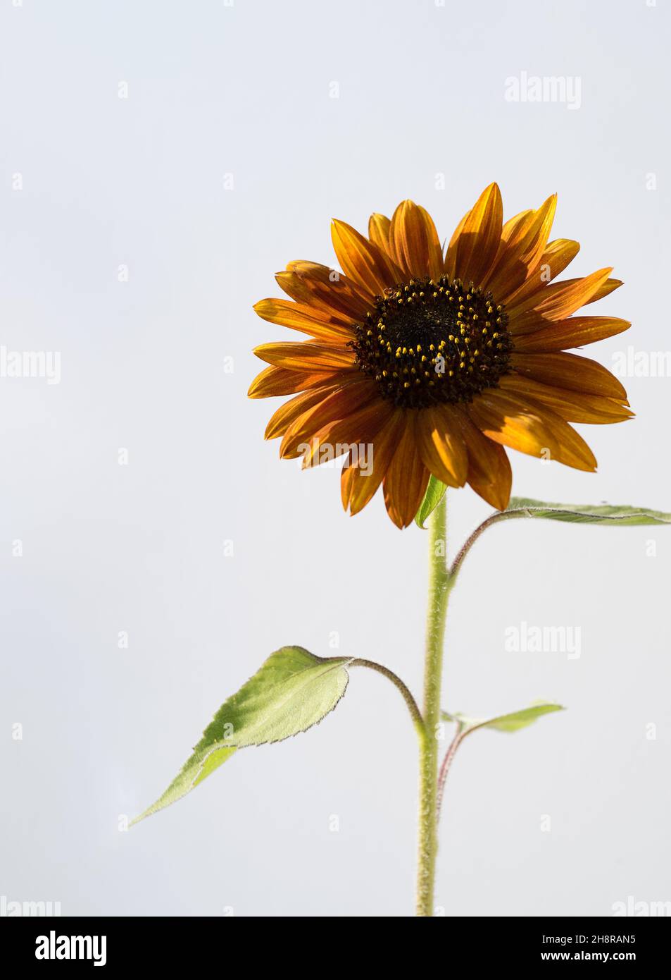 Girasole isolato su sfondo bianco. Simbolo del sole. Fiori gialli, agricoltura. Semi ed olio. Disposizione piatta, vista dall'alto Foto Stock