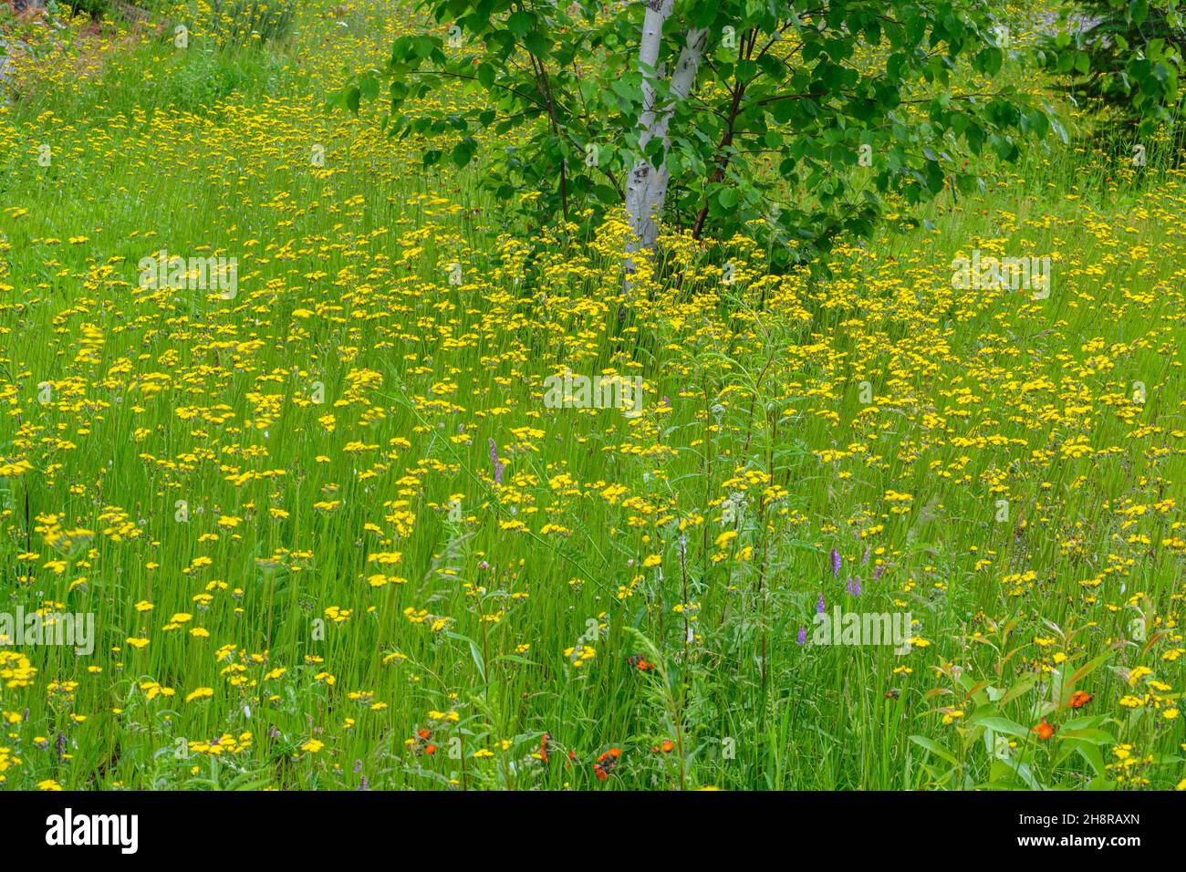 Alghe gialle in una radura stradale, Grande Sudbury, Ontario, Canada Foto Stock