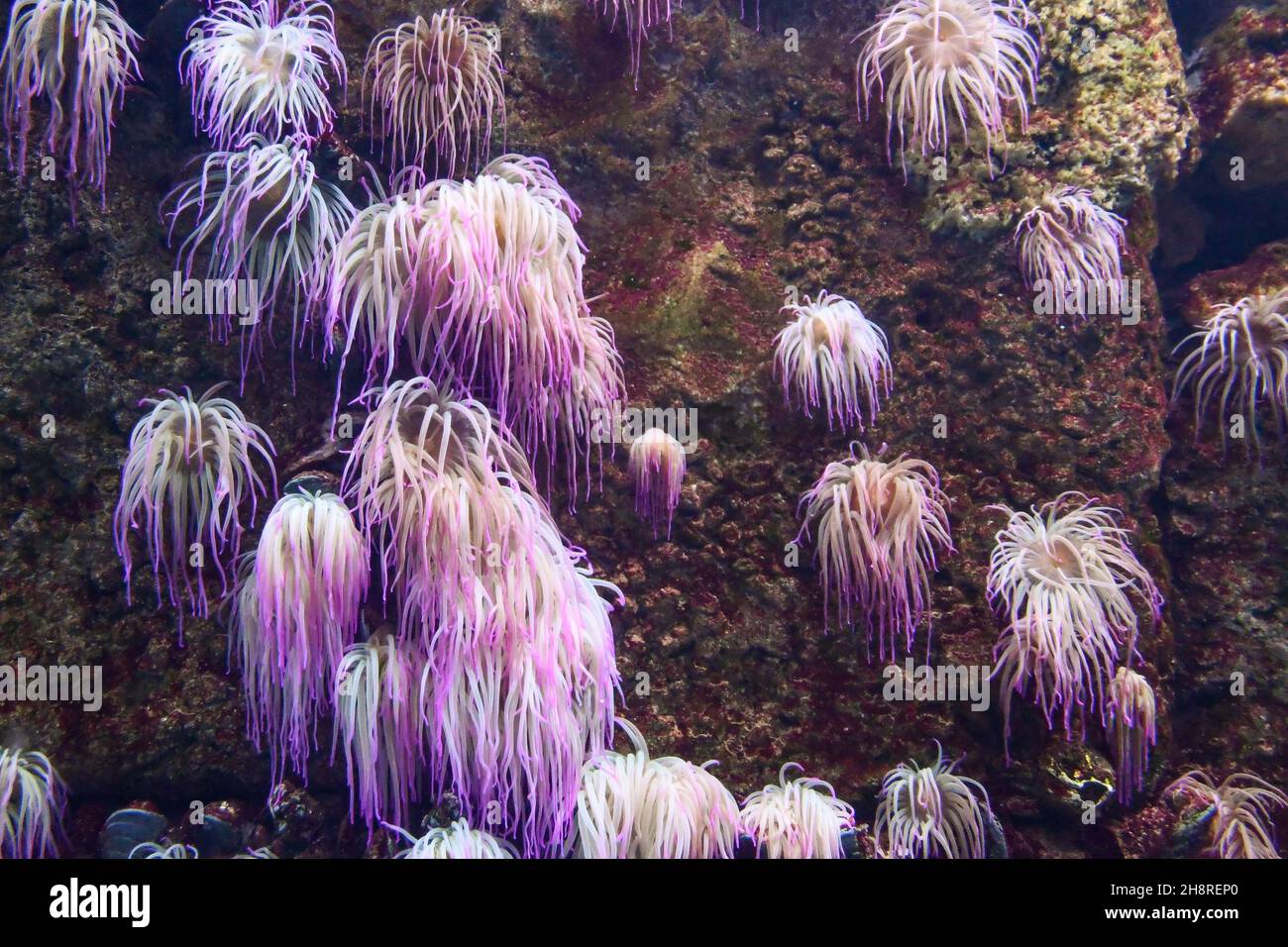 Particolare di anemoni marini rosa, animali marini dell'Ordine Actiniaria, all'interno dell'Acquario di Genova, il più grande d'Europa, Liguria, Italia Foto Stock