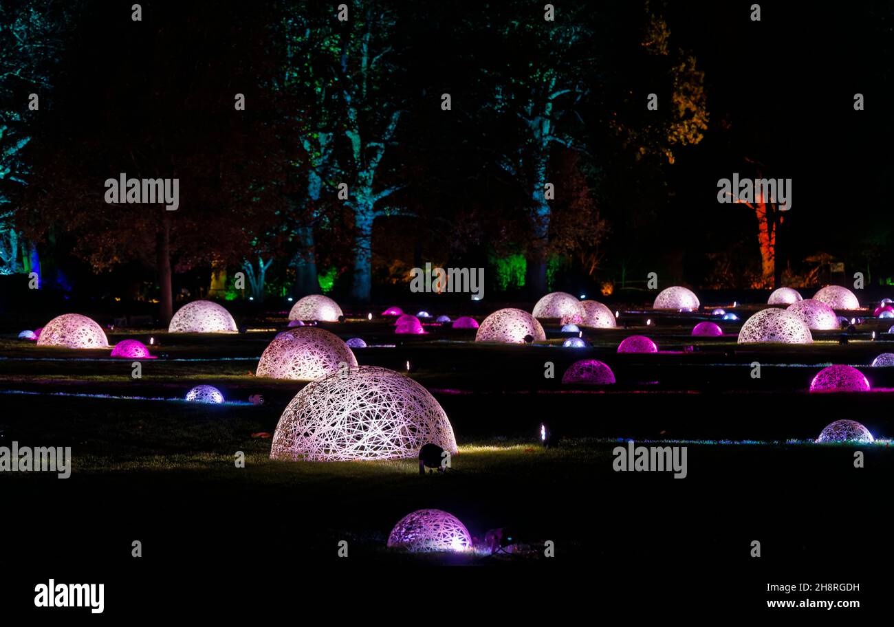 Colorate cupole e alberi in vimini rosa e viola illuminati al Glow 2021, l'evento annuale di luci natalizie al RHS Garden Wisley, Surrey Foto Stock