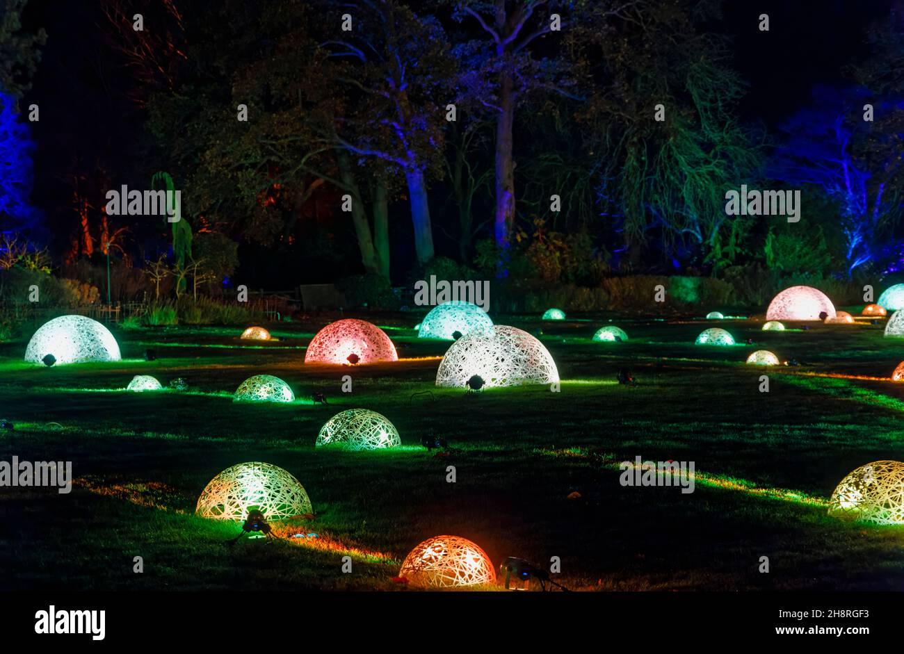 Cupole in vimini multicolore illuminate a colori al Glow 2021, l'evento annuale di illuminazione natalizia al RHS Garden, Wisley, Woking, Surrey Foto Stock