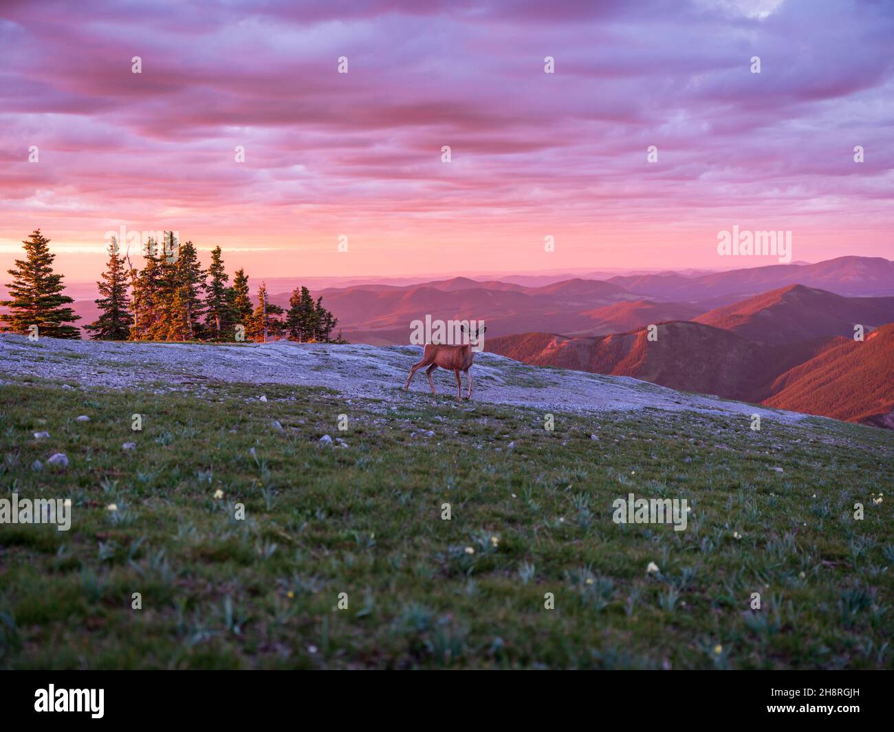 Cervo Whitetail in cima alla montagna guardando la macchina fotografica - Sunrise, Alberta, Canada Foto Stock