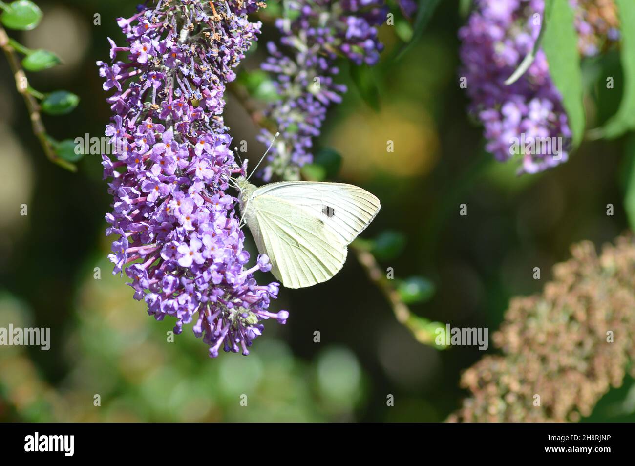 Una farfalla di cavolo bianco (o cavolo o piccolo bianco) (Pieris rapae) sulla fioritura di un buddleia o cespuglio di lilla estiva (Buddleja davidi) in Scozia. Foto Stock