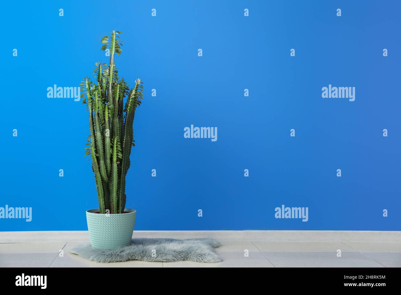 Cactus verde e tappeto soffice vicino alla parete blu Foto Stock