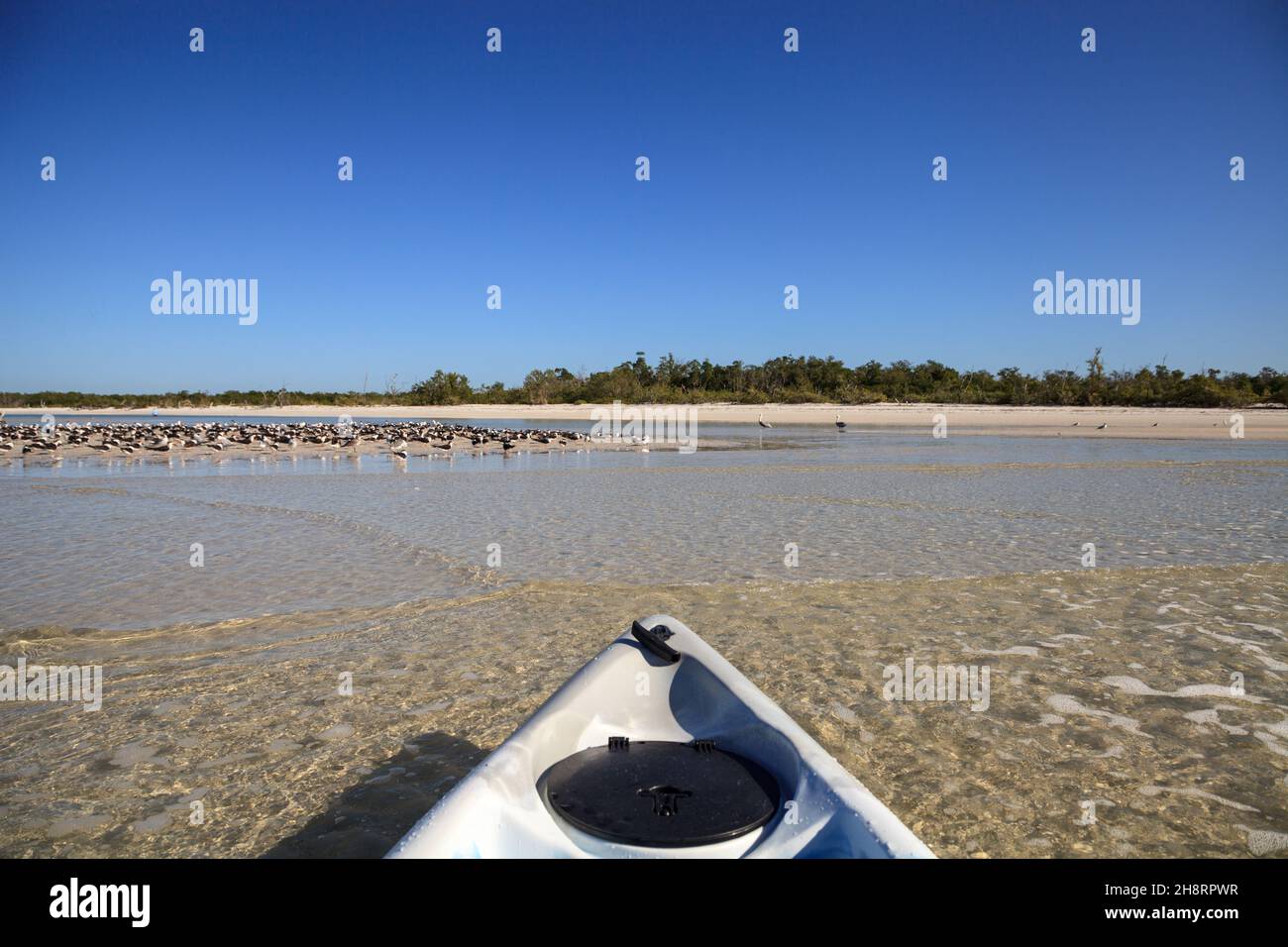 Uccelli lungo una barra di sabbia di fronte a un kayak pagaiare sull'oceano lungo Lovers Key nel sud-ovest della Florida. Foto Stock