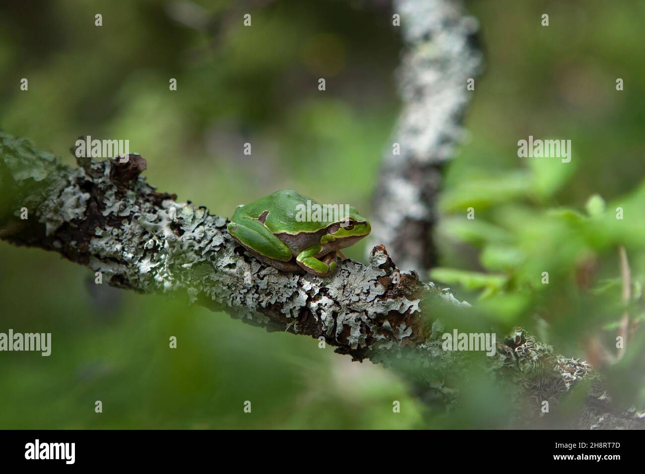 La rana europea ha un pisolino sul ramo. Macro in Bulgaria. Rana di albero nei monti Rhodope Foto Stock