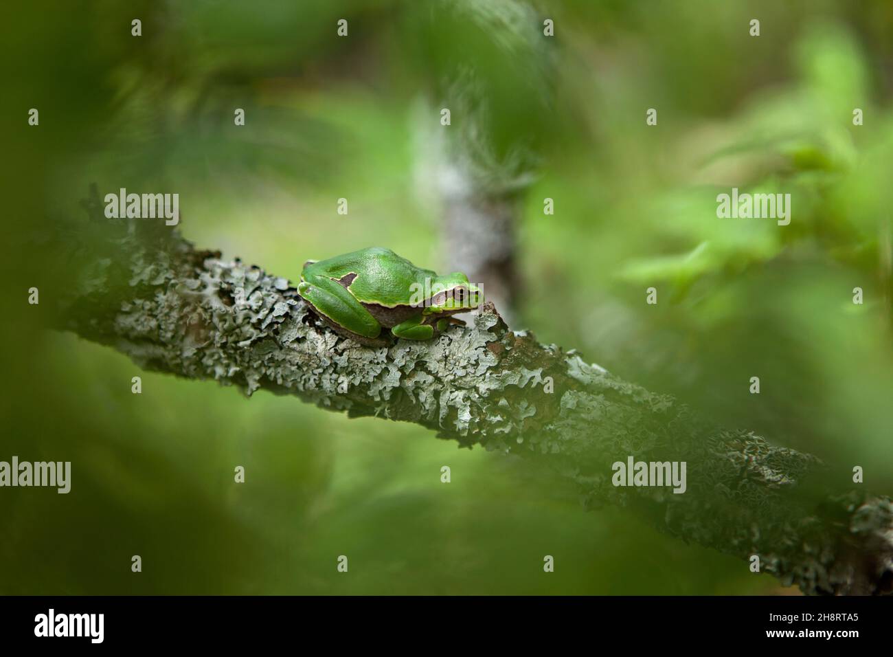 La rana europea ha un pisolino sul ramo. Macro in Bulgaria. Rana di albero nei monti Rhodope Foto Stock