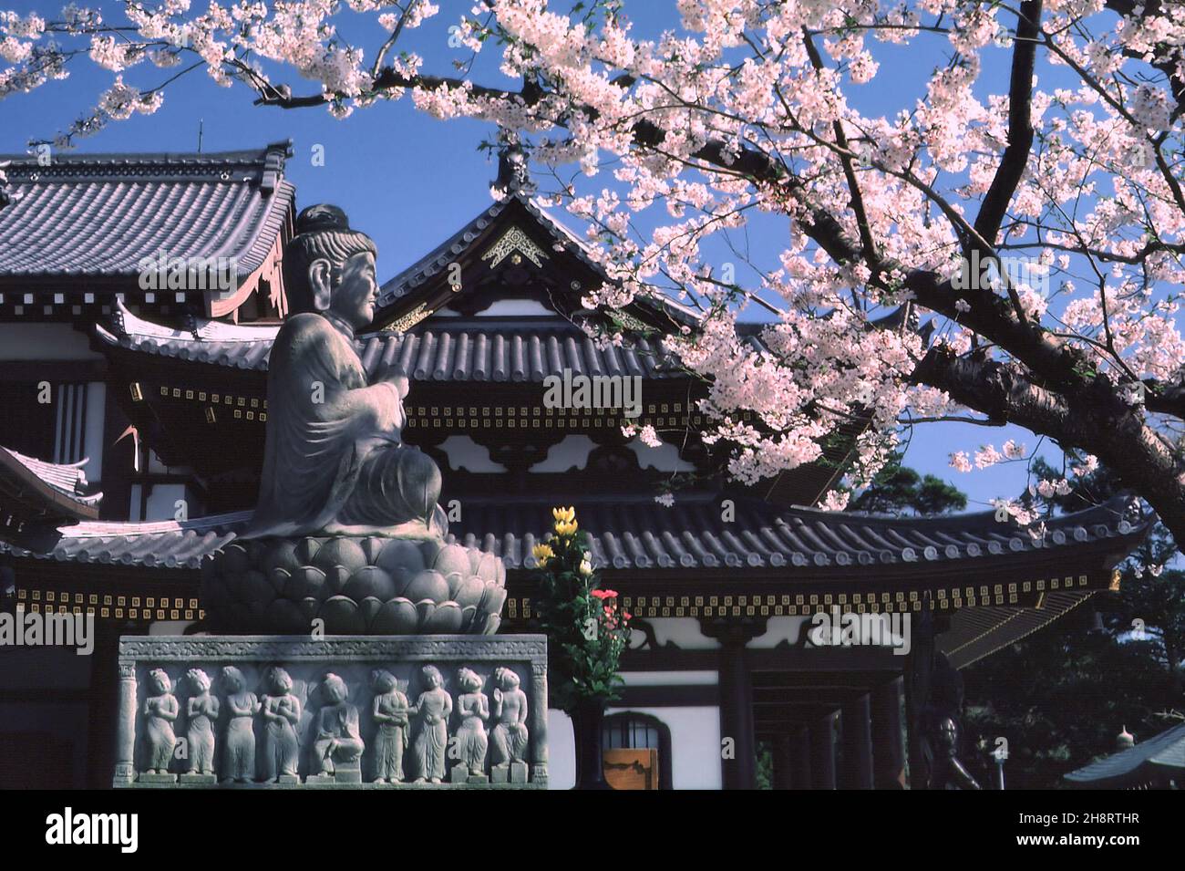 APR 1986: Statua di Buddha e fiori di ciliegi al Tempio di Hase-dera a Kamakura, Giappone Foto Stock