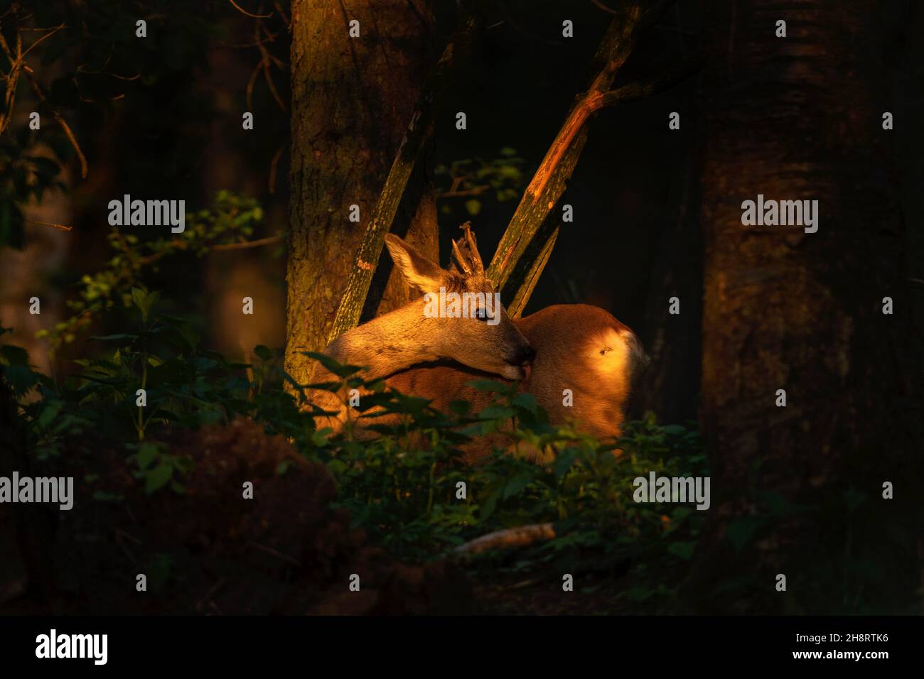 Capriolo nella foresta. Fauna selvatica in Europa durante la primavera. Ultima luce. Foto Stock