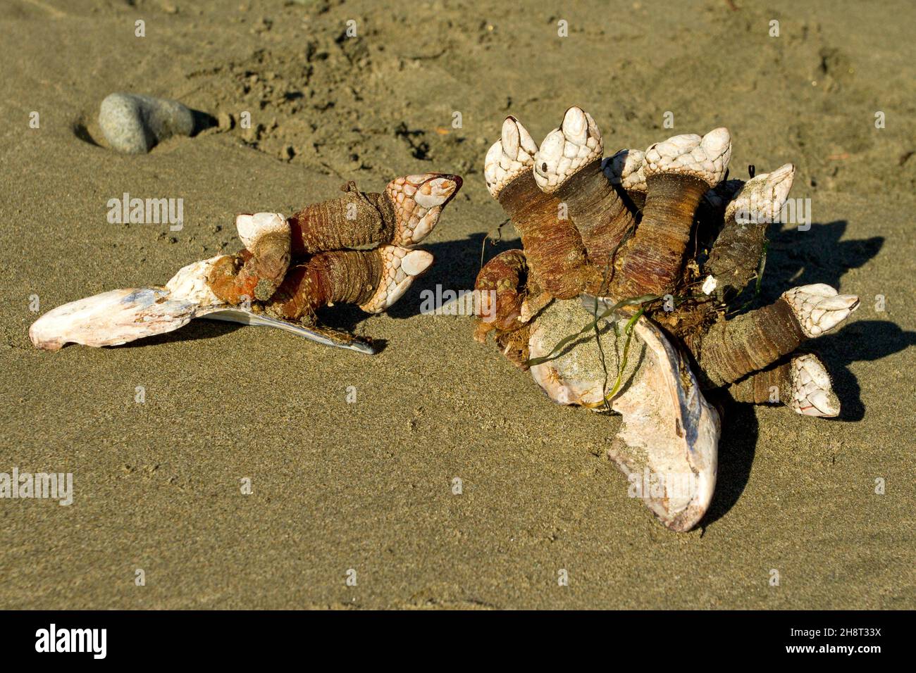 Fienili a collo d'oca attaccati alle conchiglie sulla spiaggia di Wickaninnish, costa occidentale Vancouver Island, BC, Canada nel mese di ottobre Foto Stock