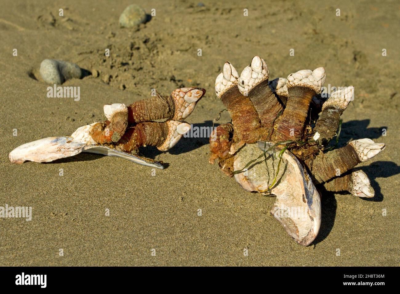 Fienili a collo d'oca attaccati alle conchiglie sulla spiaggia di Wickaninnish, costa occidentale Vancouver Island, BC, Canada nel mese di ottobre Foto Stock