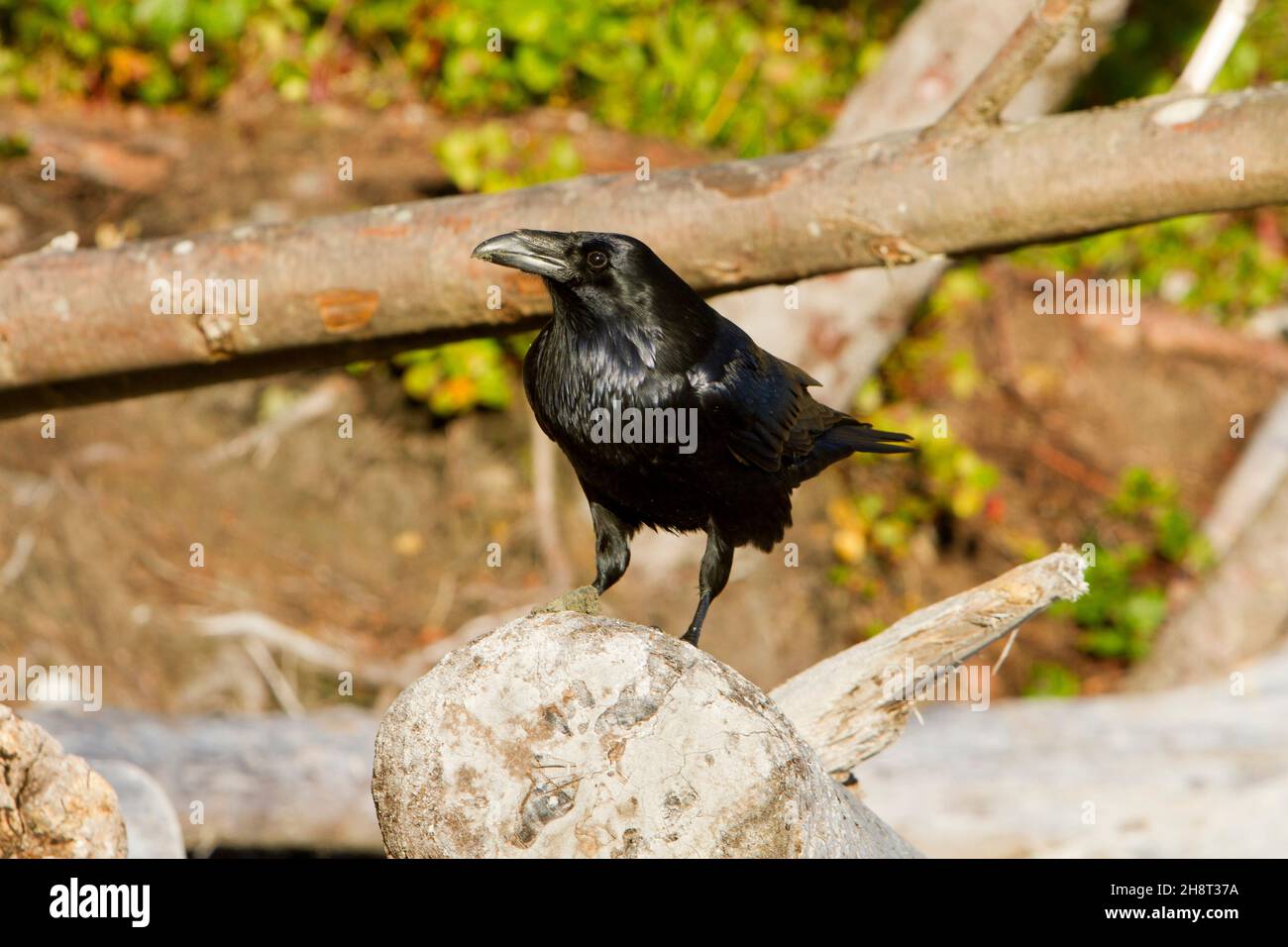 Comune Raven (Corvus Corax) arroccato su un ceppo a Wickaninnish spiaggia sulla costa occidentale Vancouver Island, BC, Canada nel mese di ottobre Foto Stock