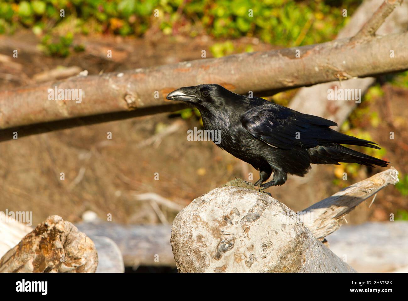 Comune Raven (Corvus Corax) arroccato su un ceppo a Wickaninnish spiaggia sulla costa occidentale Vancouver Island, BC, Canada nel mese di ottobre Foto Stock
